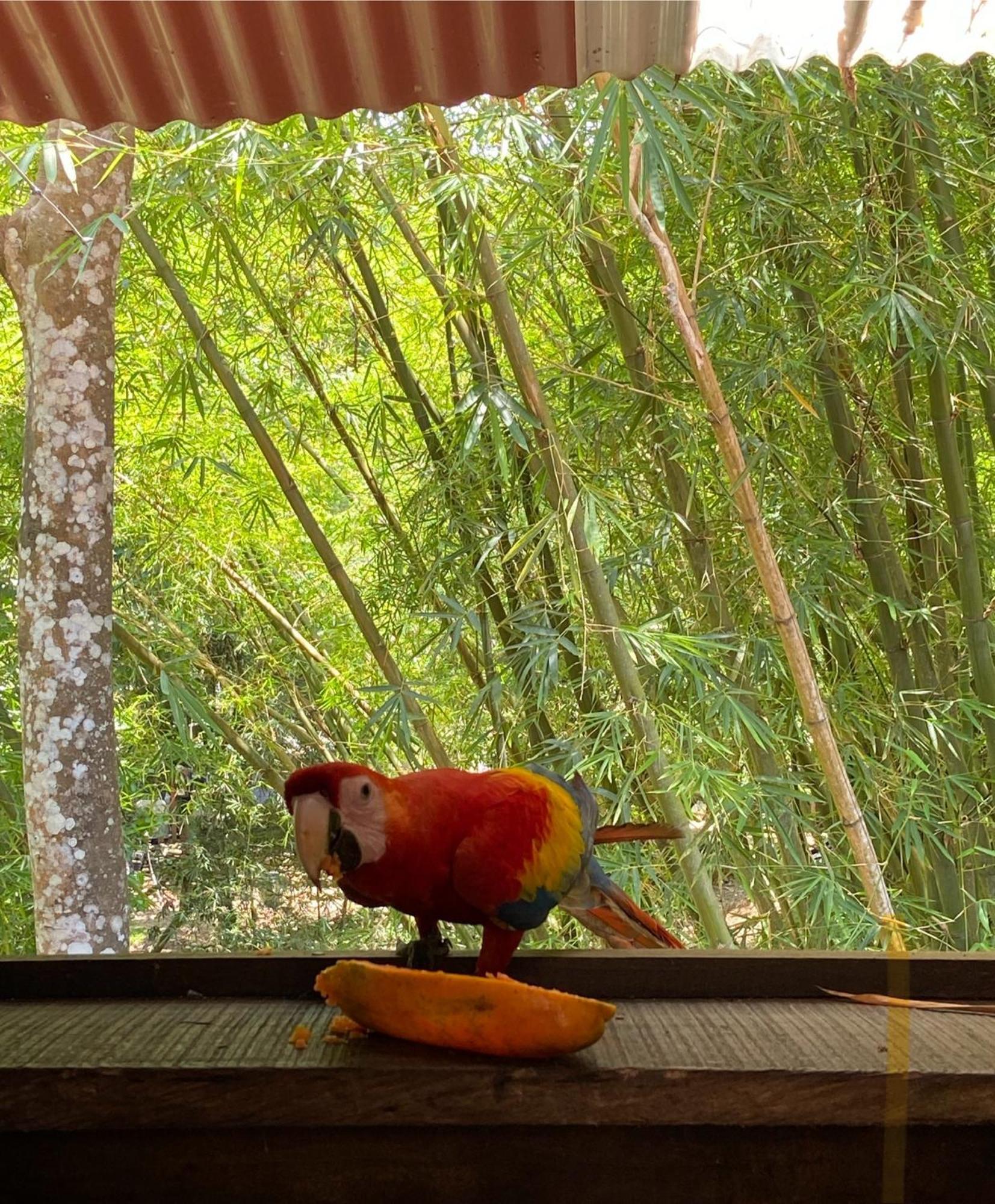 Hostal Las Mariposas Minca Luaran gambar