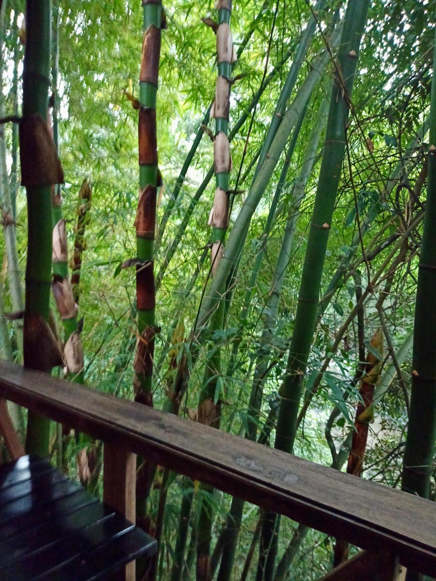 Hostal Las Mariposas Minca Luaran gambar